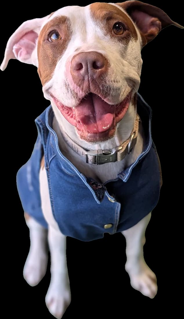 Galleta, pitbull blanco con café y chaleco de mezclilla, sonriendo