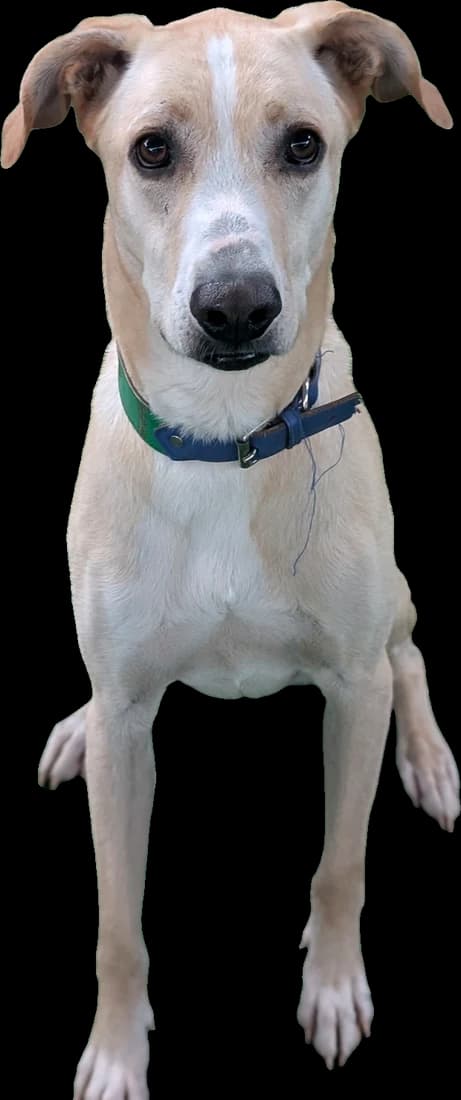 Perro color miel con collar verde, sentado y atento