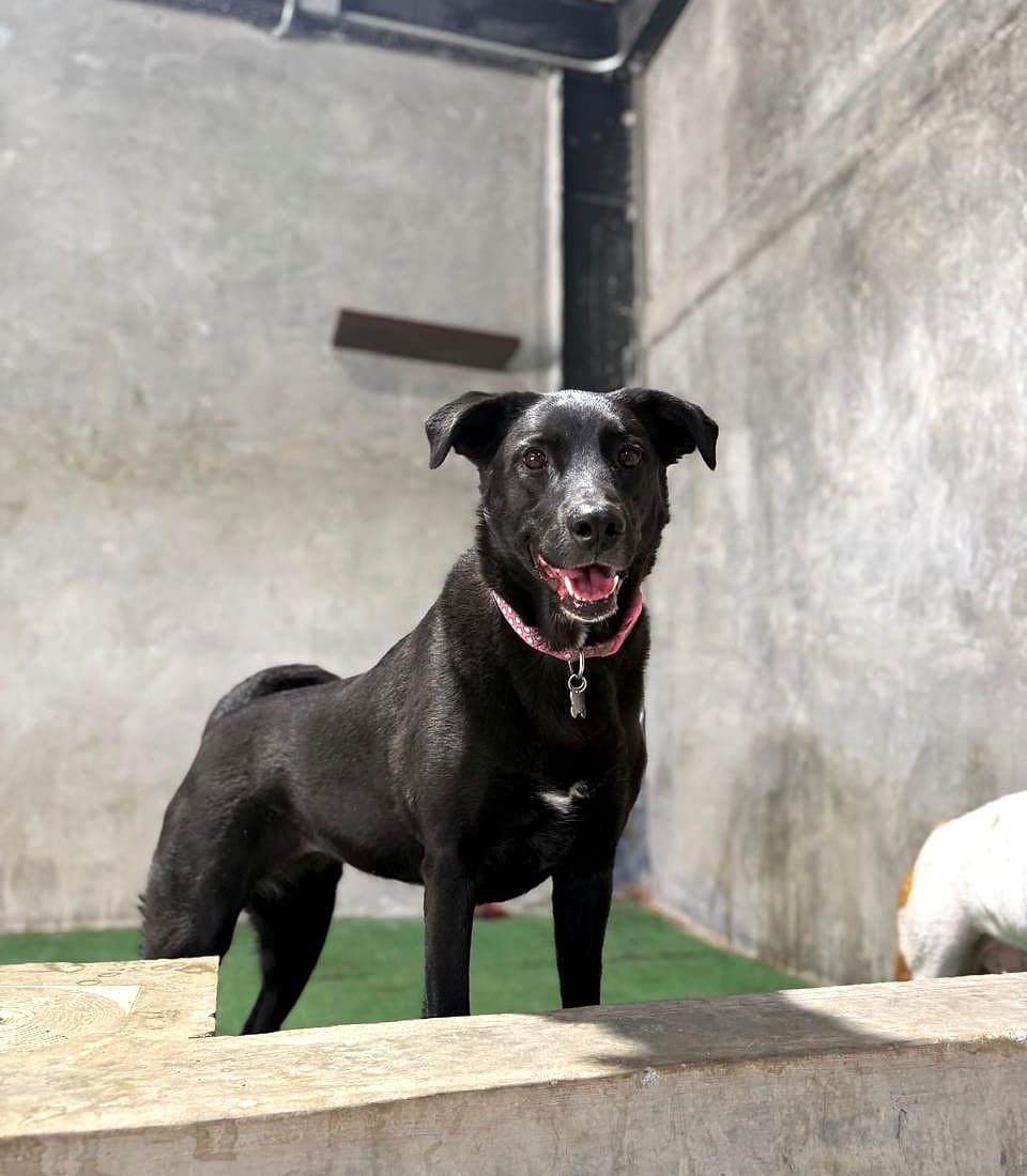 Perrita negra con collar rosa parada sobre un murete, al sol