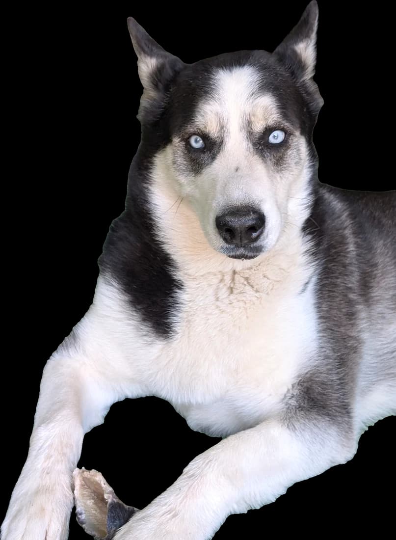 Rusher, husky de ojos azules, echado y atento