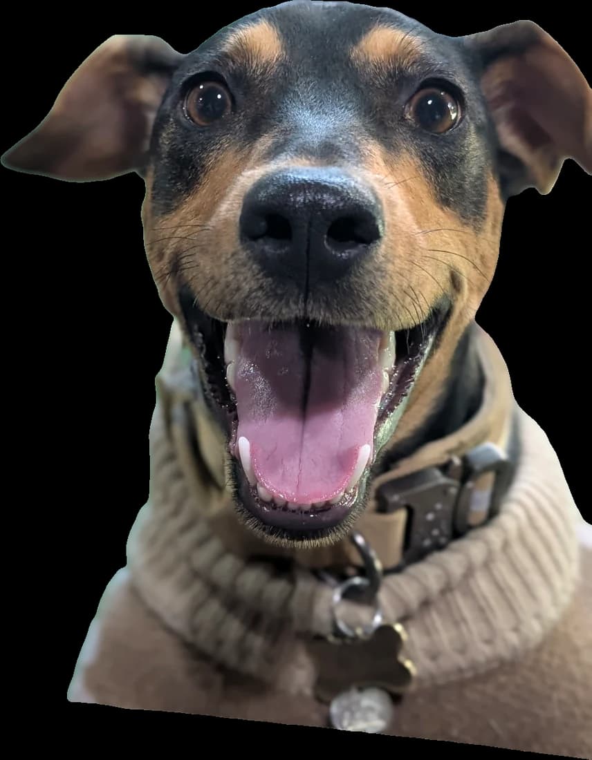 Zuki, perrito negro con café y suéter, con la boca abierta de felicidad